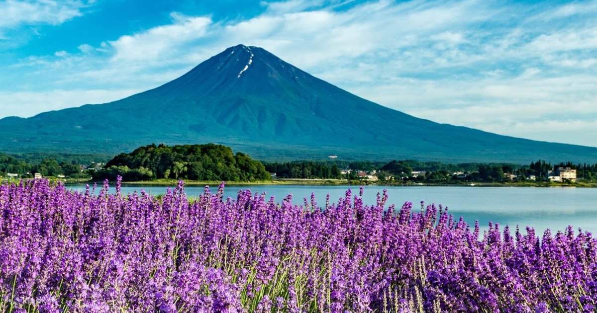 Kawaguchiko Herb Festival and AllYouCanEat Fruits Picking Day Trip